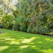 back of home with lush green trees and bushes - Spade Landscaping landscaping tips