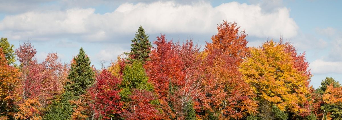 colorful maple trees and green pine trees together in the forest - Spade Landscaping Minnesota Landscaping