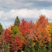 colorful maple trees and green pine trees together in the forest - Spade Landscaping Minnesota Landscaping