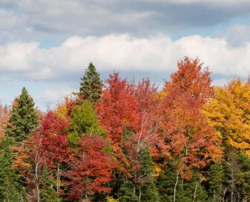 colorful maple trees and green pine trees together in the forest - Spade Landscaping Minnesota Landscaping