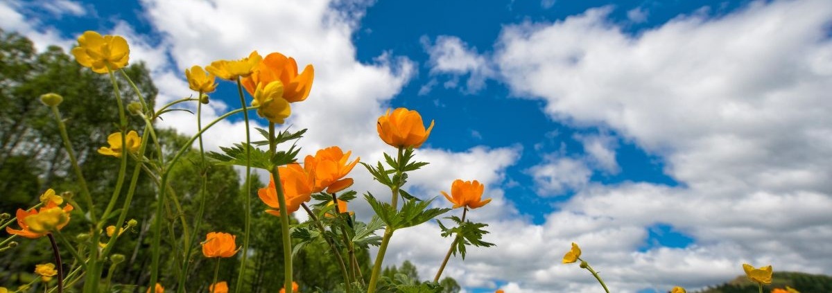 blue sky with orange flowers in a field - Spade Landscaping spring lawn care