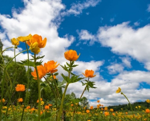 blue sky with orange flowers in a field - Spade Landscaping spring lawn care