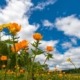 blue sky with orange flowers in a field - Spade Landscaping spring lawn care