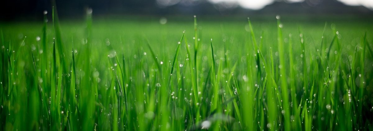 close up of grass with dew moisture - Spade Landscaping hydroseeding
