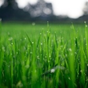 close up of grass with dew moisture - Spade Landscaping hydroseeding