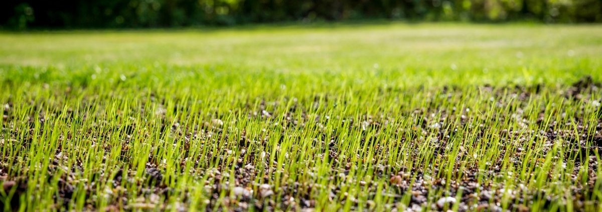 close up of new grass sprouting from the dirt - Spade Landscaping hydroseeding