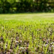 close up of new grass sprouting from the dirt - Spade Landscaping hydroseeding