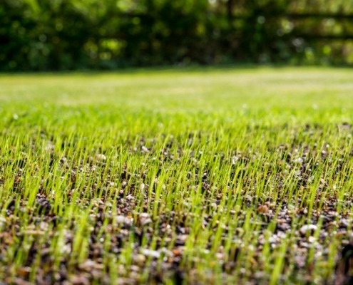 close up of new grass sprouting from the dirt - Spade Landscaping hydroseeding