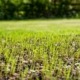 close up of new grass sprouting from the dirt - Spade Landscaping hydroseeding