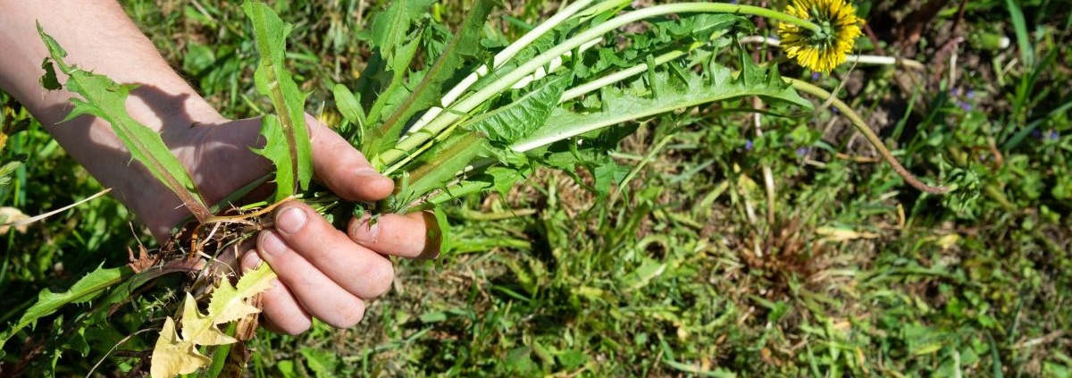 person holding a green lawn weed with a yellow flower - Spade Landscaping weed prevention