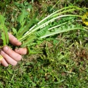 person holding a green lawn weed with a yellow flower - Spade Landscaping weed prevention