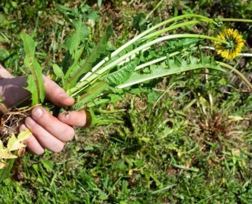 person holding a green lawn weed with a yellow flower - Spade Landscaping weed prevention