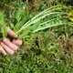 person holding a green lawn weed with a yellow flower - Spade Landscaping weed prevention